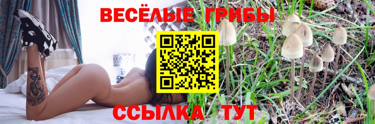 Галлюциногенные грибы Psilocybe Нарьян-Мар
